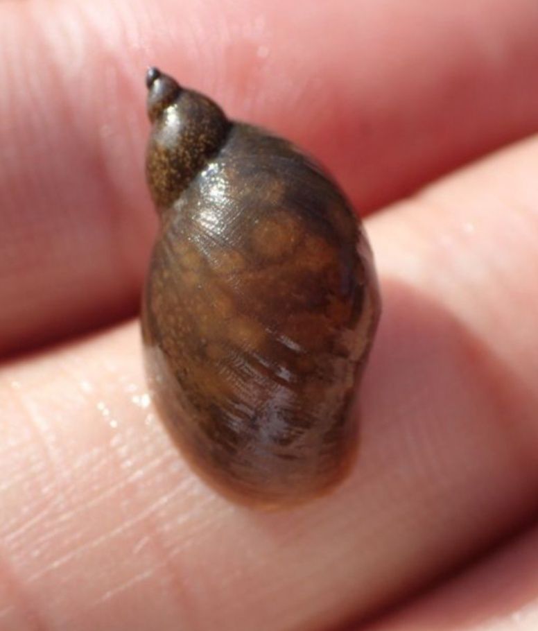 Caracol de aquário - Pseudosuccinea columella