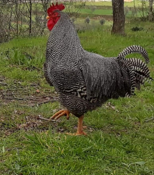 Ovos de raça ...