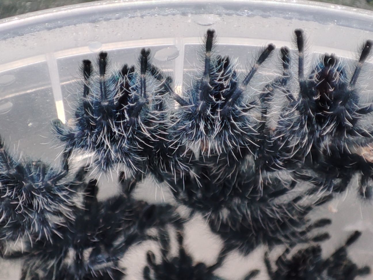 Caribena versicolor l2  pakiety 10szt.