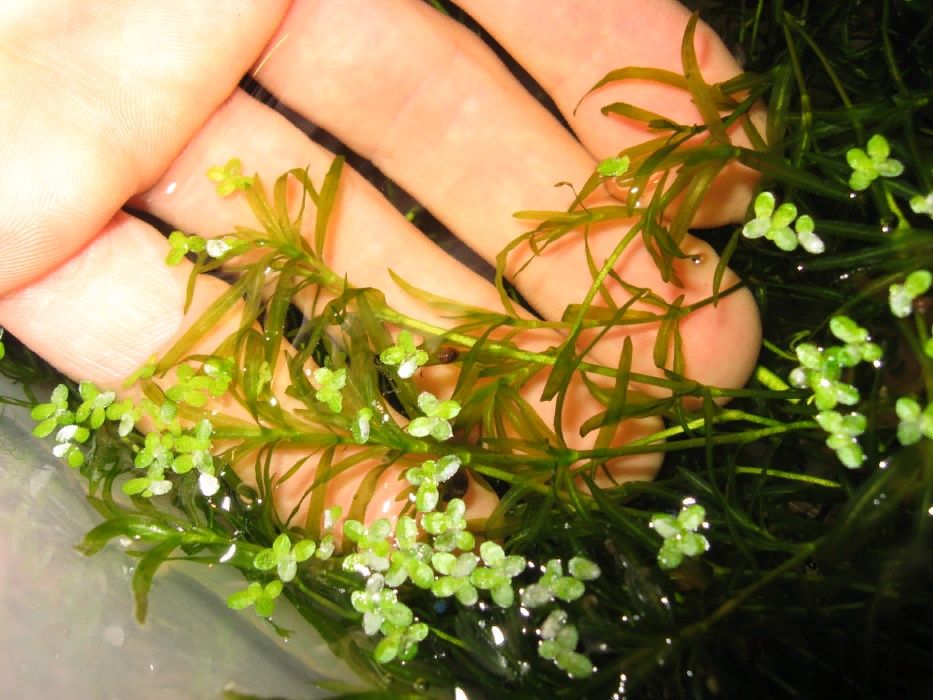 Наяда, роголистник- растения для аквариума