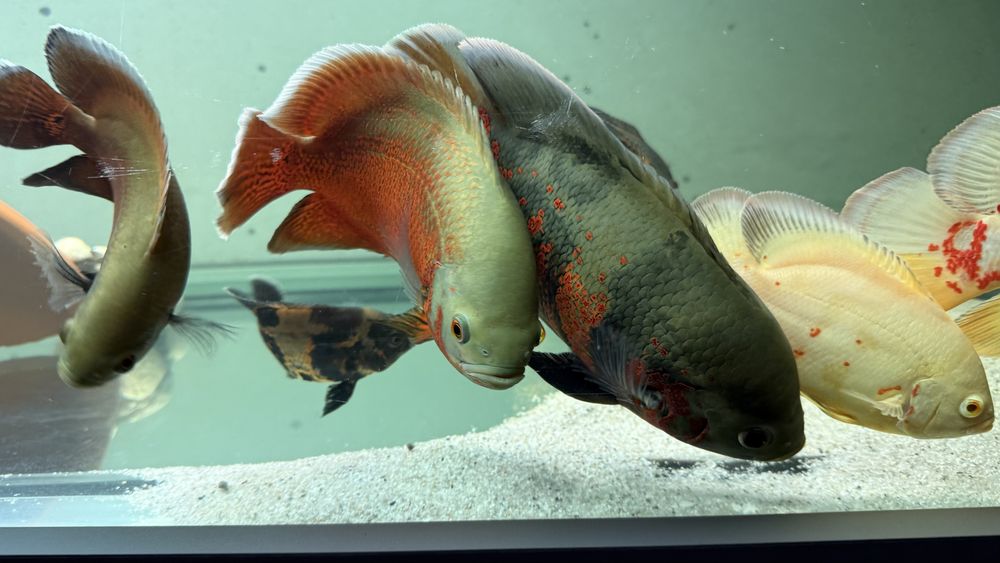 Peixe oscar 60€ cada