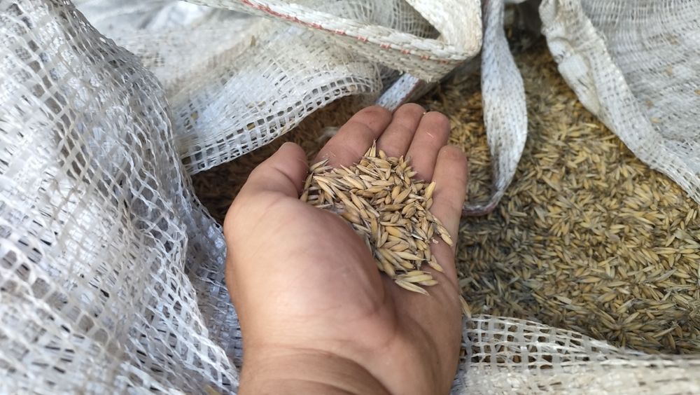 Sprzedam owies pellet nie palony, dla koni