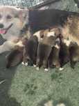 Welsh Corgi Pembroke FCI , rudo-biale