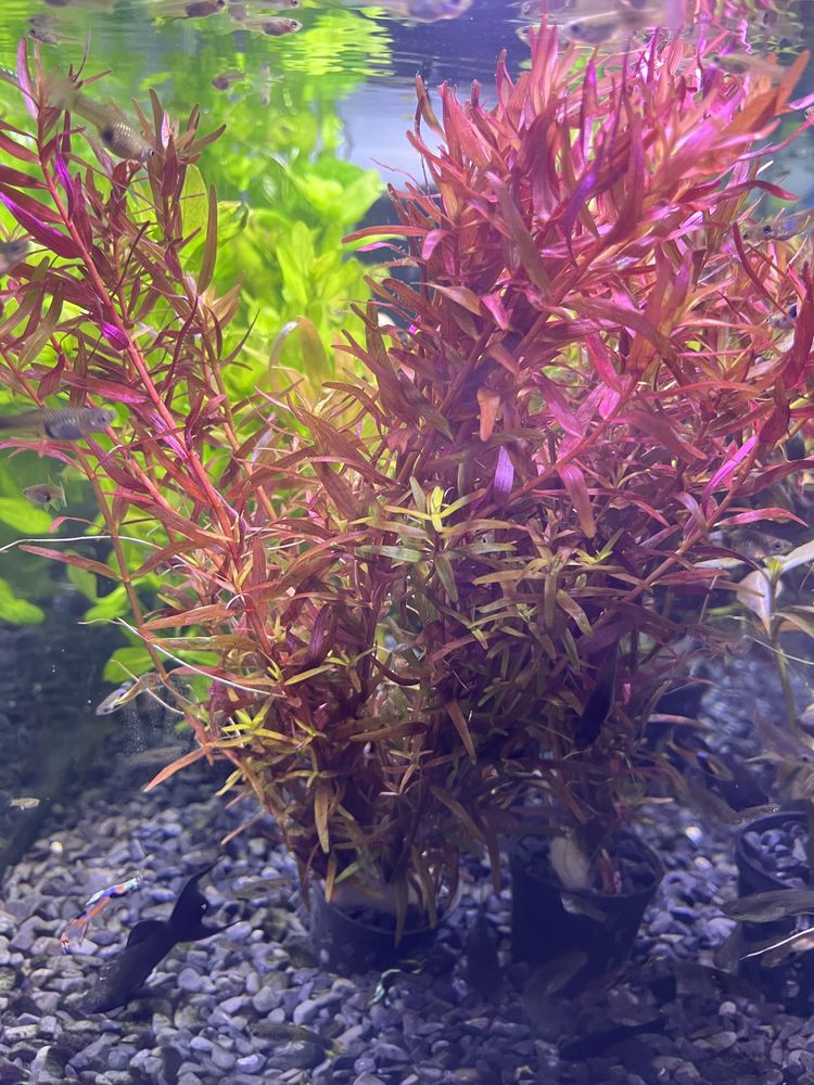 Rotala honk kong- koszyczek.