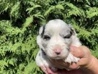 Border collie chlopak blue merle