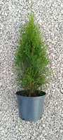 Thuja Tuja Szmaragd Smaragd 60-70cm doniczka c3