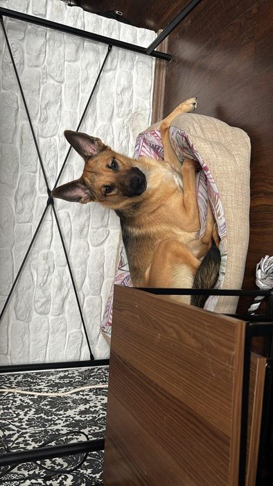 Riko szuka nowego kochającego domu