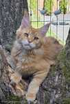 Kotka Maine Coon rudy ticked