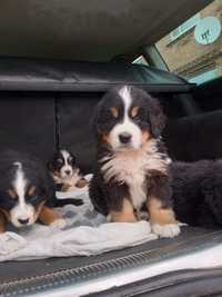 Бернські Зенненхунди(Berner Sennenhund)