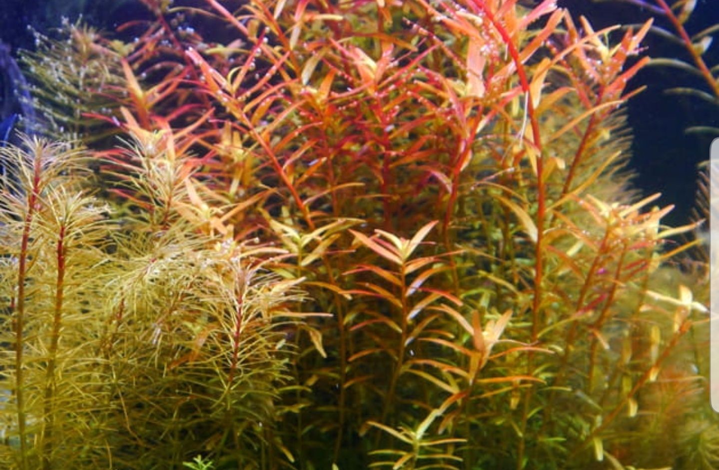 Roślina rotala red