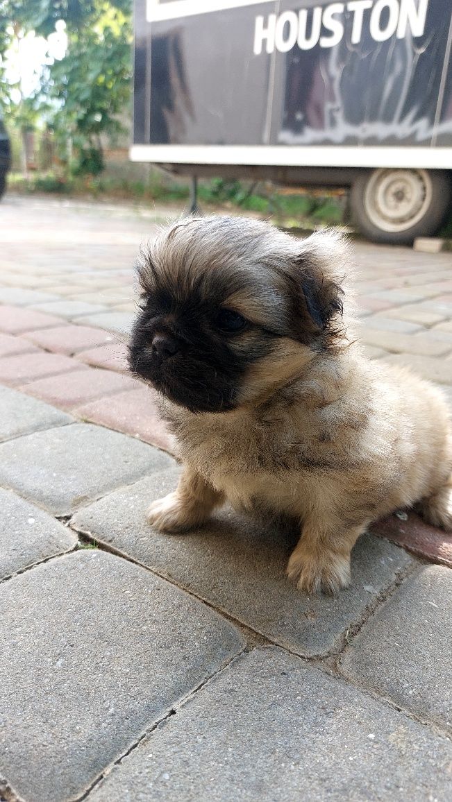 Пекінес хлопчик 1 місяць