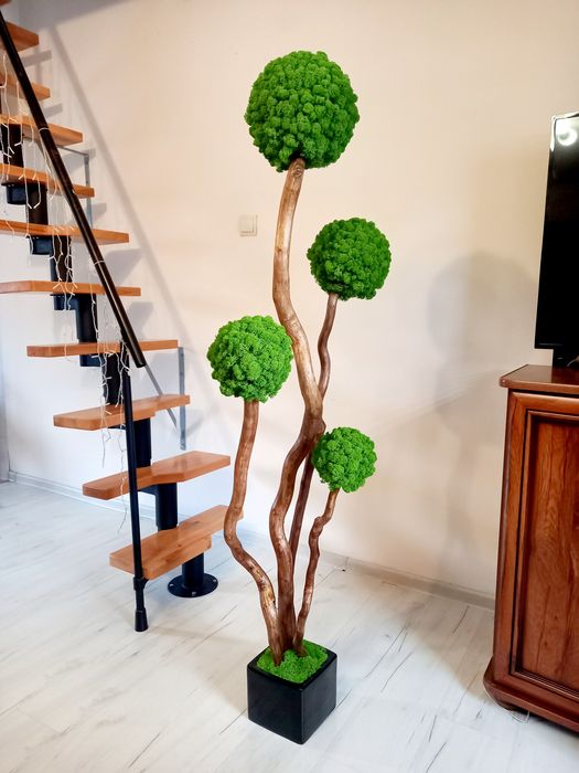 Duże Drzewko Bonsai.1,5m. z mchu chroboteka. Mech  Reniferowy.