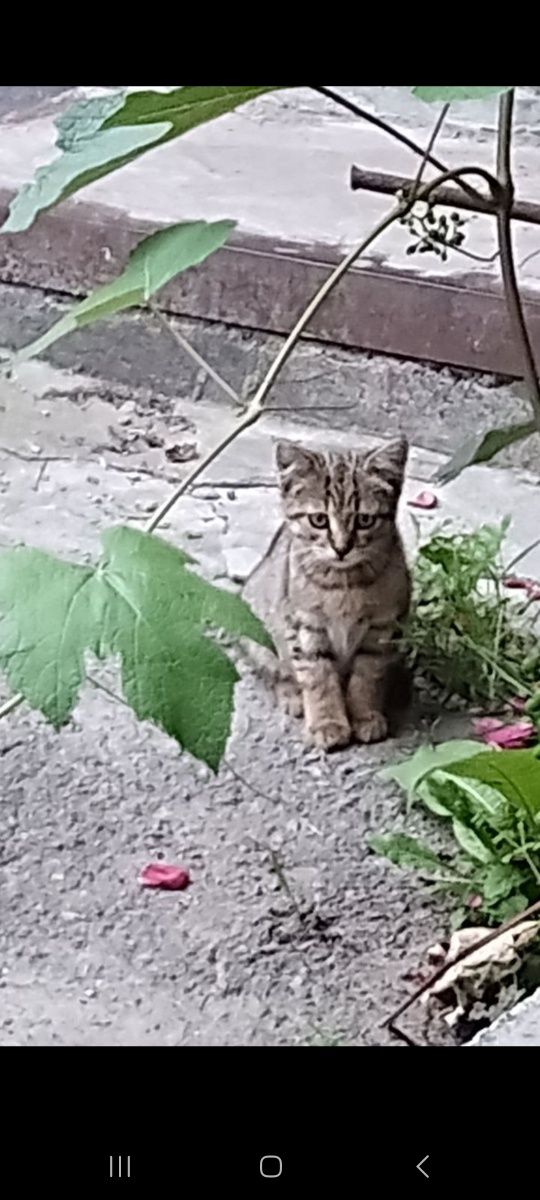 Віддам кошеня в добрі руки