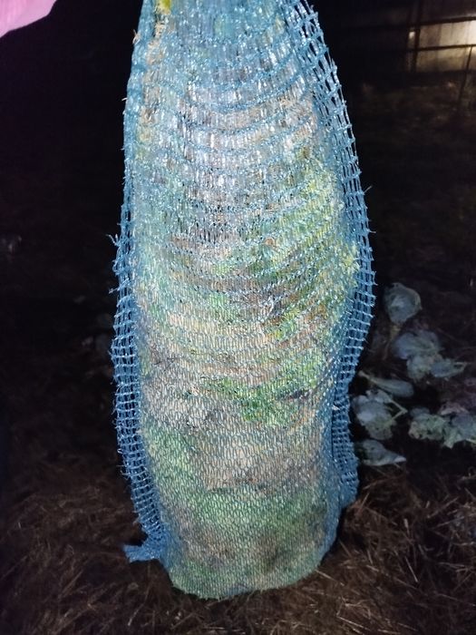 Мох Сфагнум живий