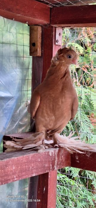 Wywrotek Mazurski żółta samiczka