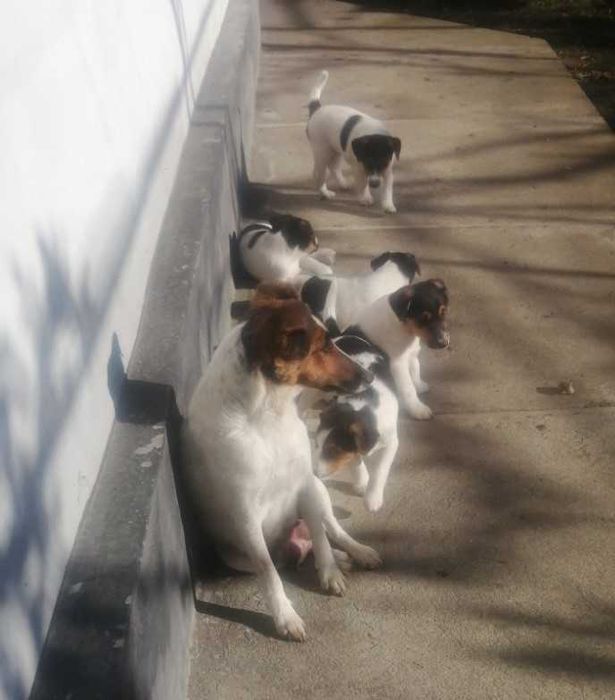 Цуценята фокстерьера