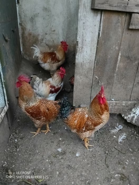 Galos para mudarem de Capoeira