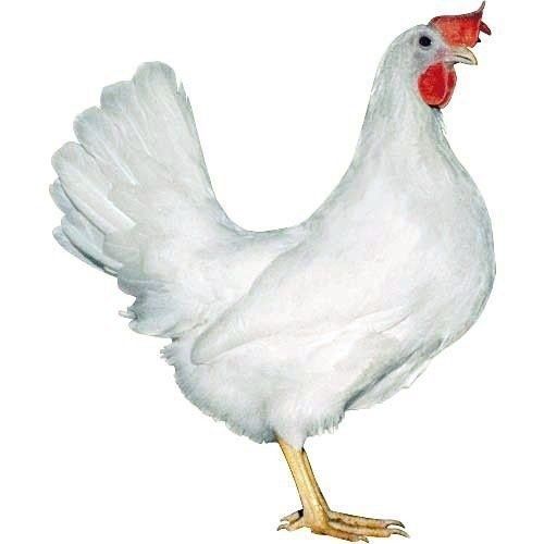 Kury nioski Leghorn z jajkiem Jaworzno