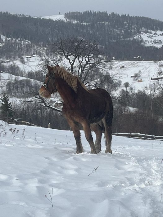 Продам файного коника