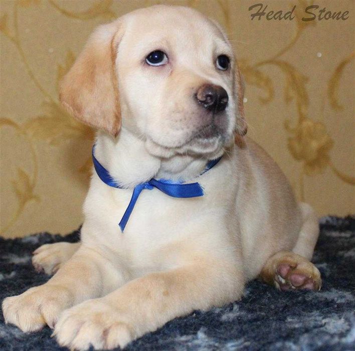 Щенки КСУ-FCI Лабрадор ретривер