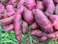 Rama batata doce para plantar