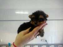Yorkshire terrier preço só hoje