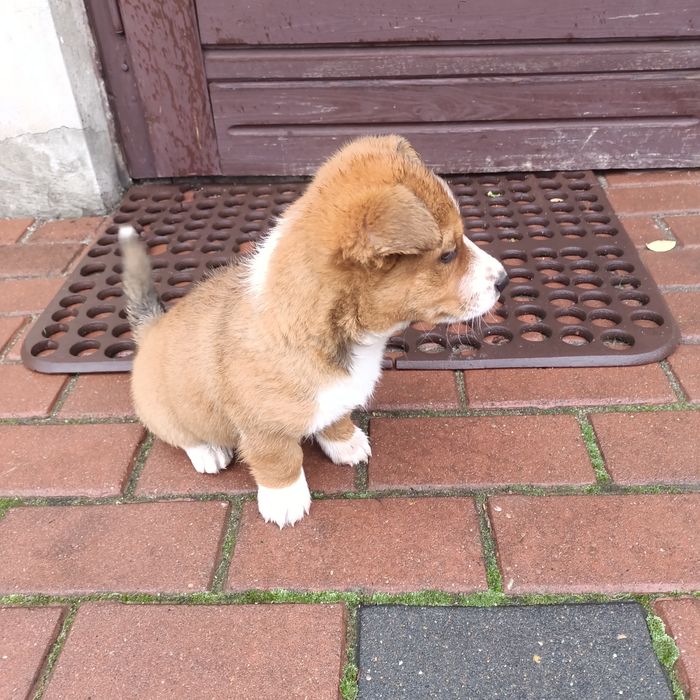 Piesek Matka Jack Russell Terrier - mieszaniec