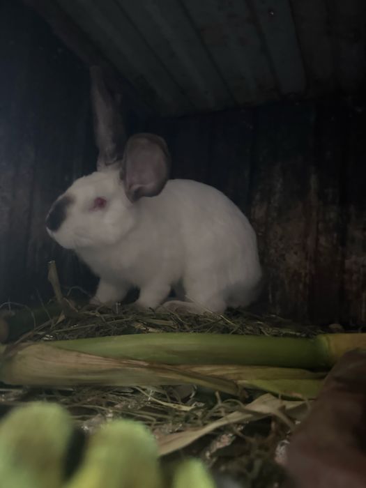 Продам кроликів різні ціни