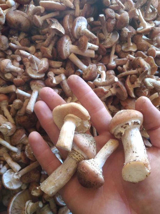 Опеньки мариновані великий асортмент маринованих грибочків