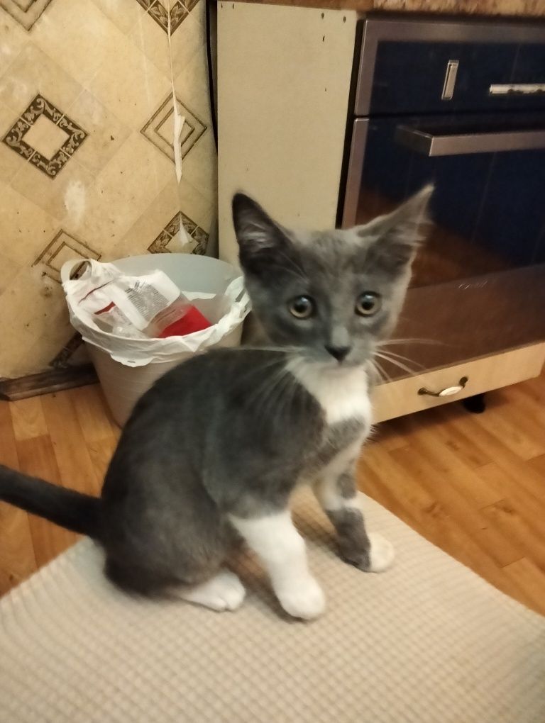 Віддам  котика в хороші руки