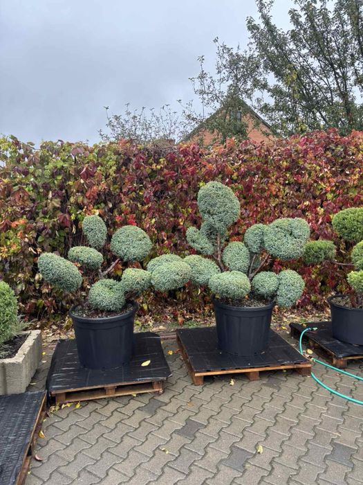 Ялівці - бонсаї/ сорт Kuriwao Gold та Blue Alps