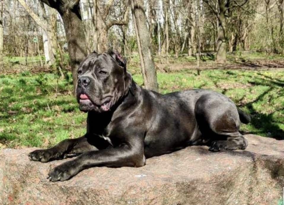 Cane corso Italiano-щеночки голубенького забарвлення)