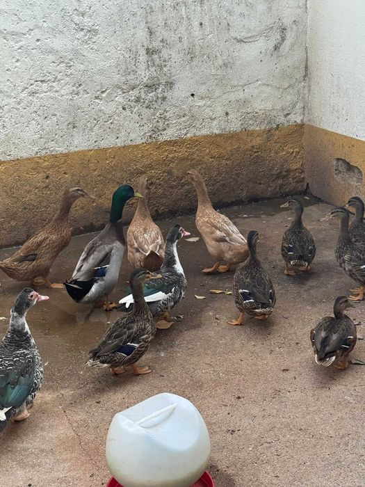 Patos Rouen x runner