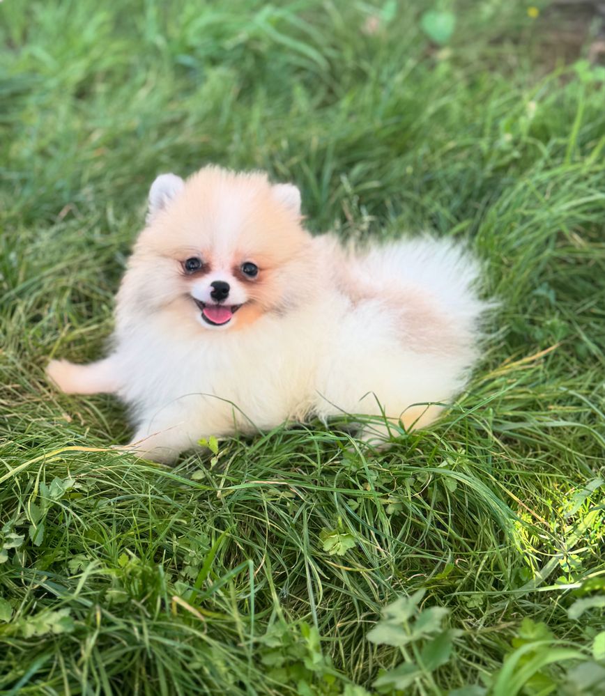 Spitz Alemão macho