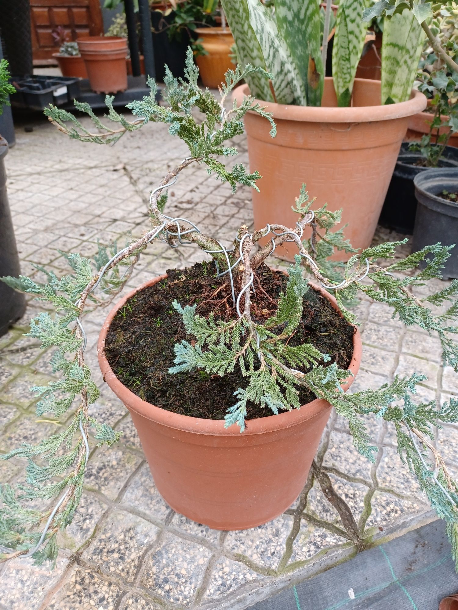 Bonsai de hinoki