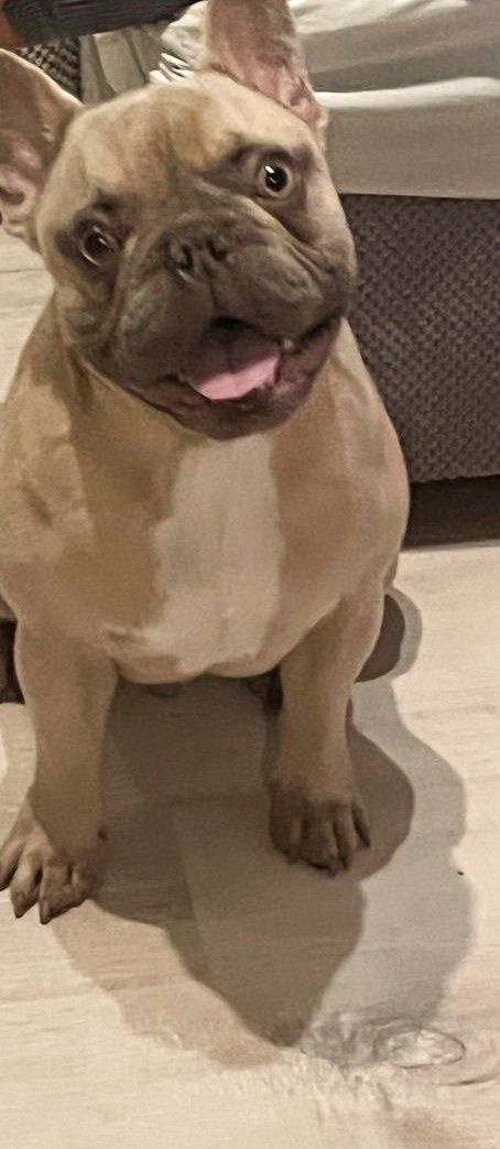 Buldog Francuski