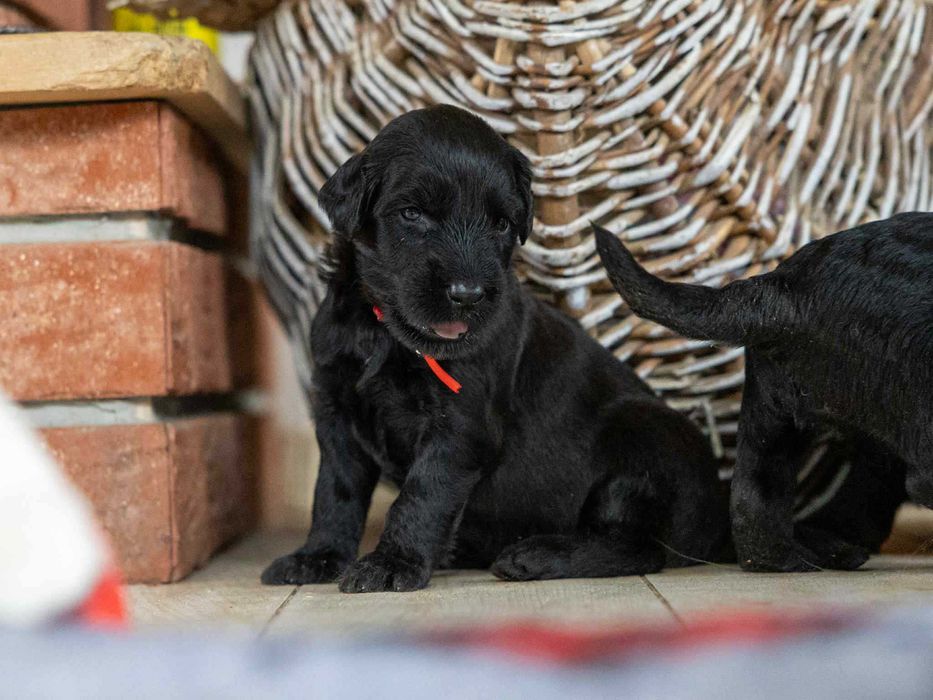 Owczarek Francuski Briard z Najlepszej Polskiej Hodowli Klubu 2025