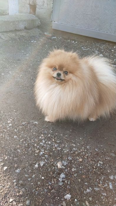 Вязка, померанский шпиц