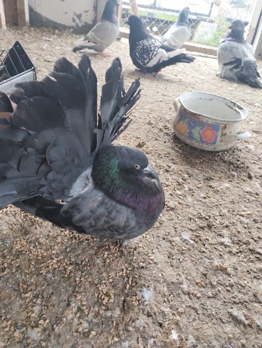 Gołębie gołębie Pawiki