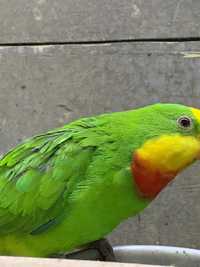 Барабандовый роскошный попугай