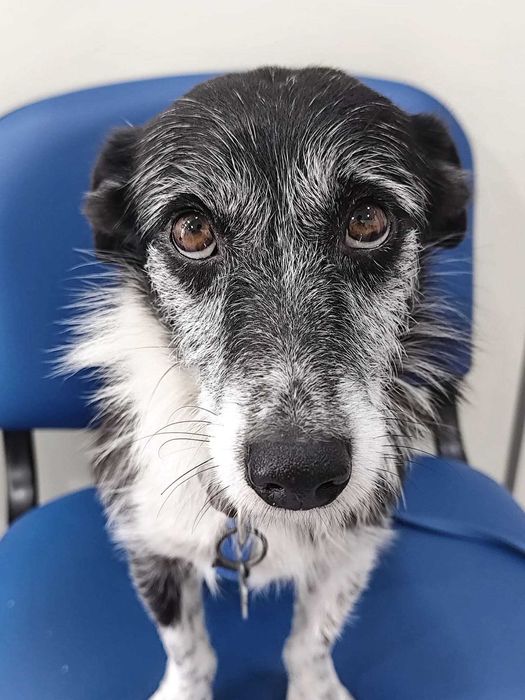 HILO (Macho, 9Kg, 5 Anos) Para Adoção