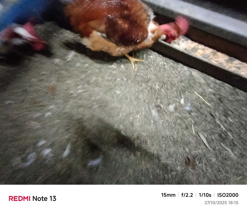 Vendo frangos caseiro