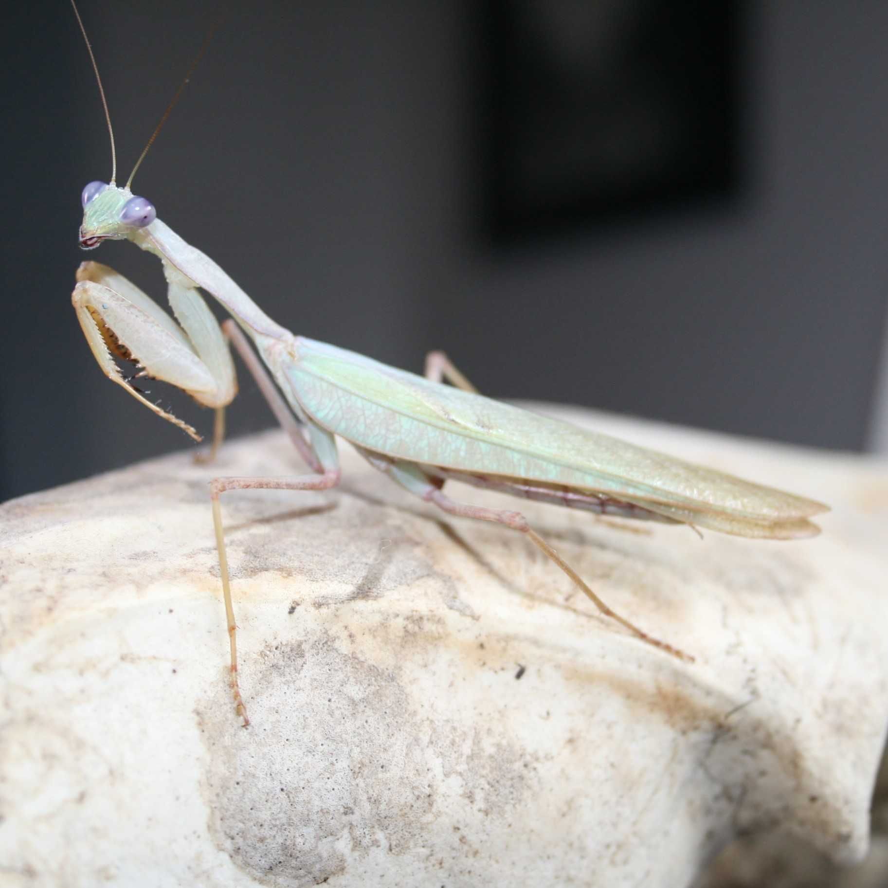 Modliszki Sphodromantis lineola L3/L4/L5