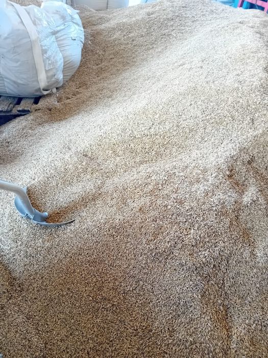 Owies jary Gepard Rambo