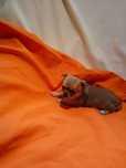 Chihuahua piesek