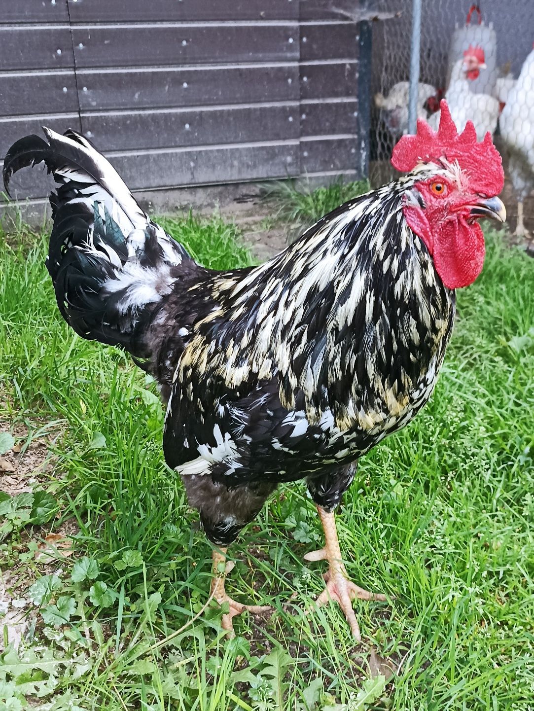 Sprzedam dostojnego koguta rasy tęczanka
