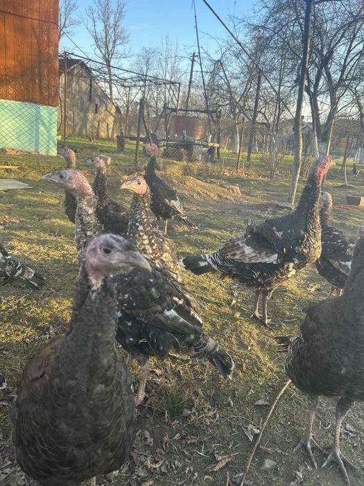 Індики домашні