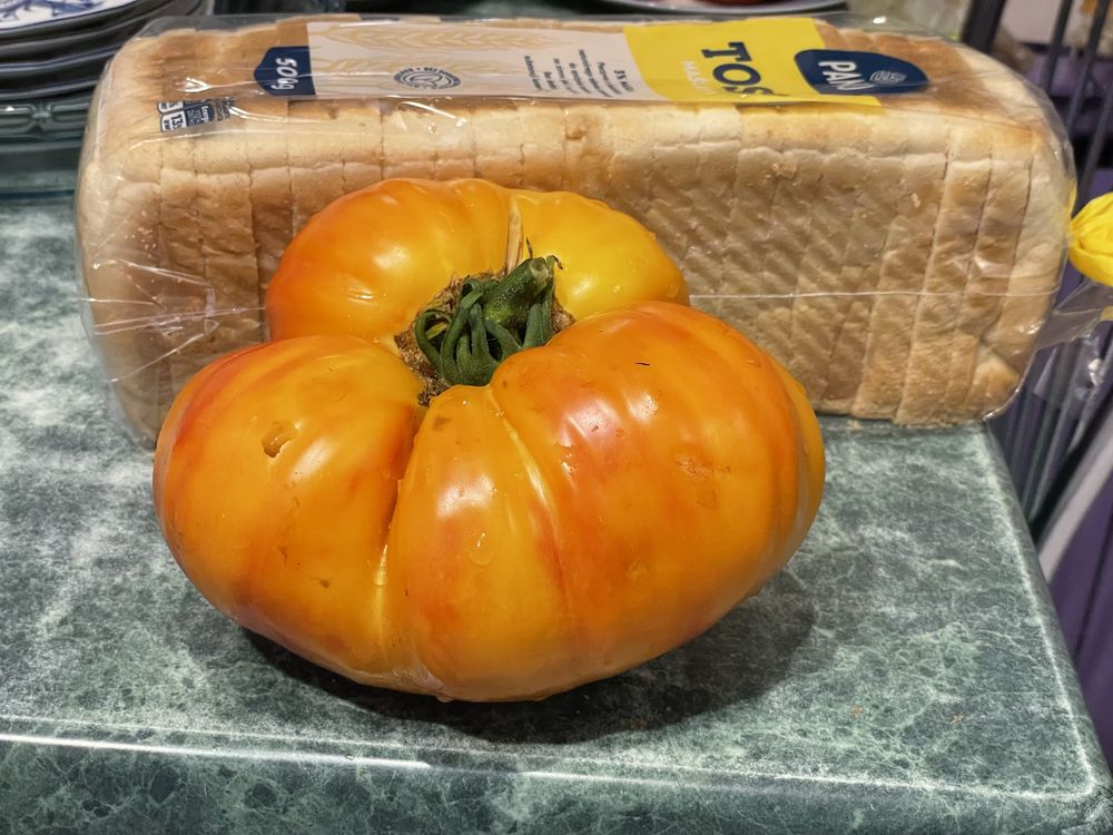 Sadzonki Pomidora w doniczkach ponad 20 odmian