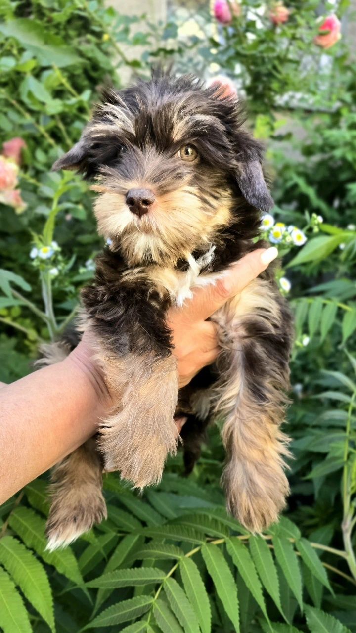 Yorkshire Terrier cudny czekoladowy