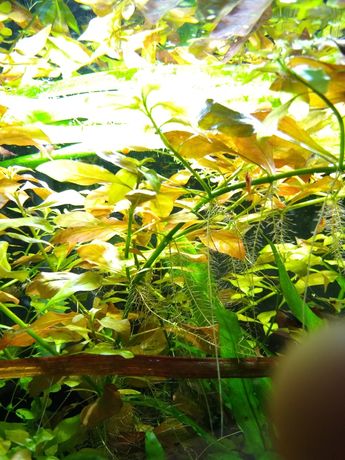 Ludwigia repens płożąca roślina do akwarium